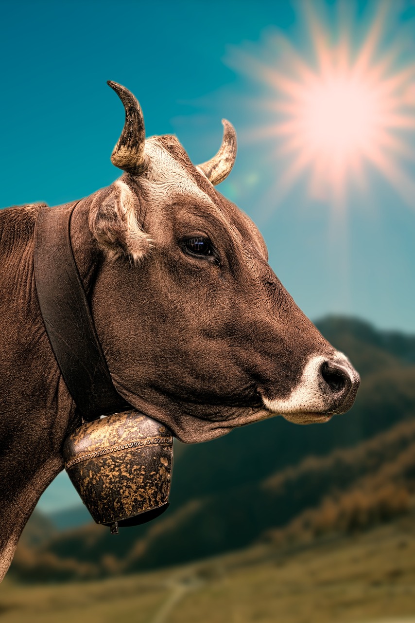 cow, bell, sunbeam, nature, pasture, alpine meadow, beef, horns, brown, cow head, cow beal, brown cow, farm animal, livestock, cattle, south tyrol, alm, agriculture, cow, cow, cow, cow, cow